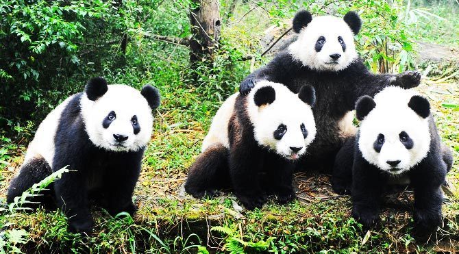 Pandaların çıkarttığı seslerin anlamı çözüldü