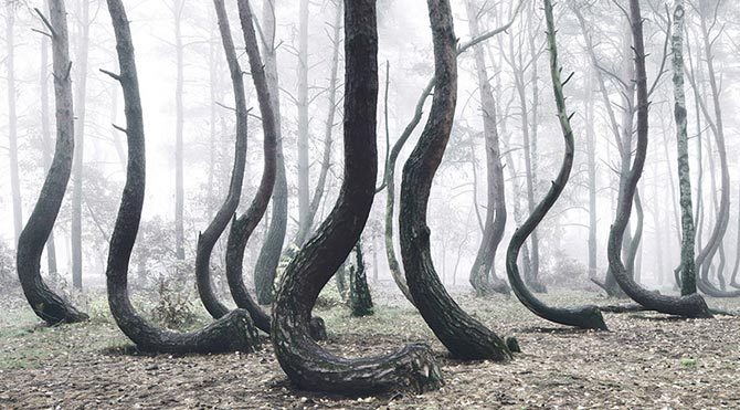 Bu ağaçların sırrı çözülemiyor