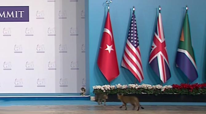 Kedi lobisi yine iş başında