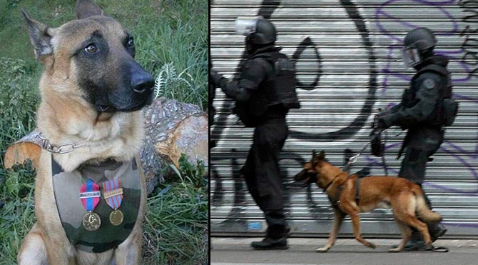 Polis köpeği Diesel, Fransa'nın kahramanı oldu
