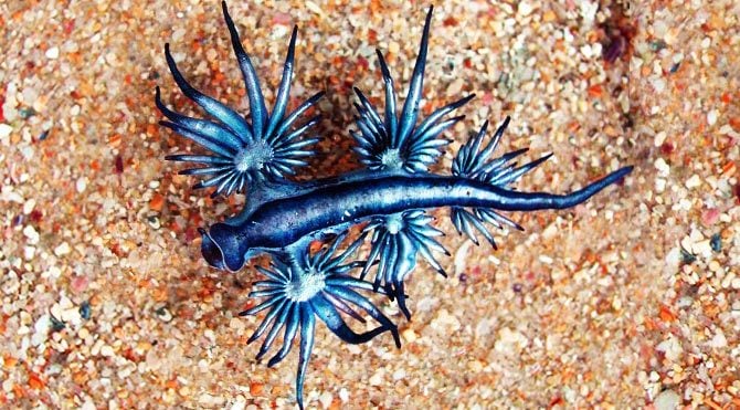 Çok ender görülen Mavi Dragon görüntülendi