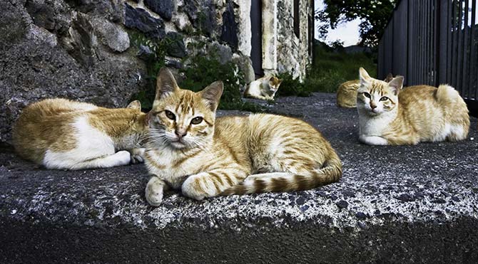 720 bin liralık evini sokak kedilerine miras bıraktı