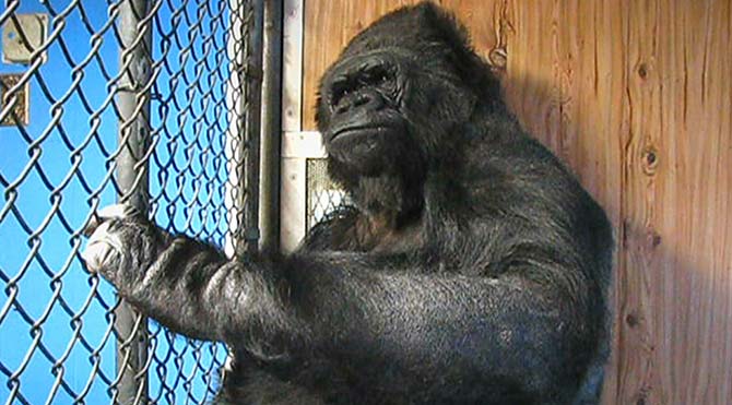 Goril Koko'dan iklim değişikliği çağrısı: “İnsanlar Aptal, Dünyayı Kurtarın”
