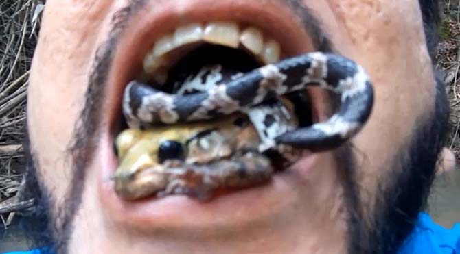 Amazon ormanlarının yok oluşunu ağzına zehirli yılan ve kurbağa alarak protesto etti