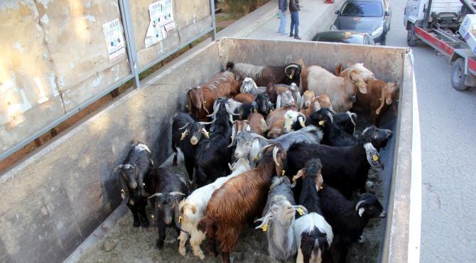 Ak Parti için adadığı koyunlar Türkmenlere gönderildi (2)