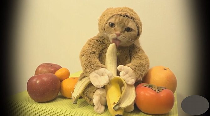 Muz yiyen maymun kedi