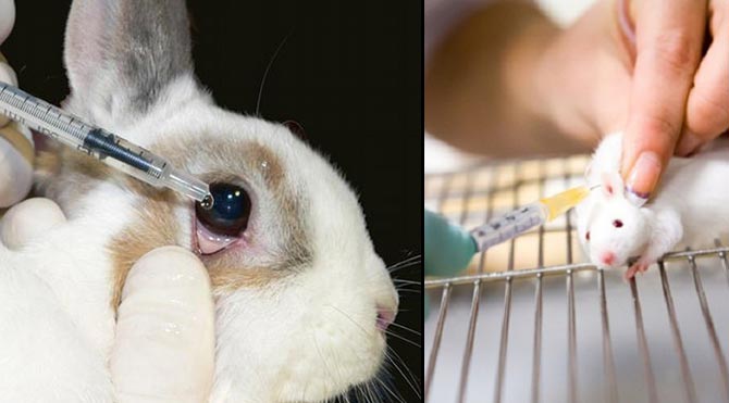 Güney Kore’de hayvanlar üzerinde deney yasaklanıyor