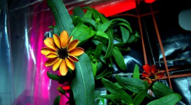 Uzayda yetişen ilk çiçek: Kirli hanım çiçeği