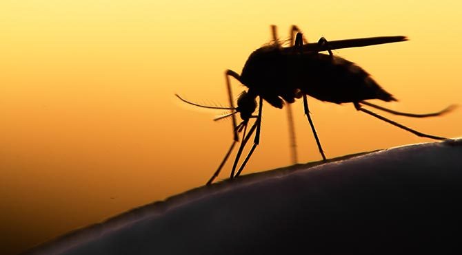 ABD’den Zika virüsü uyarısı