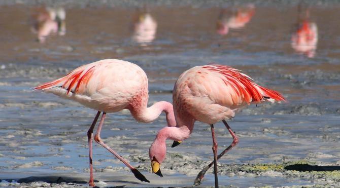 Koruma altındaki flamingoları vurana 8 bin lira ceza