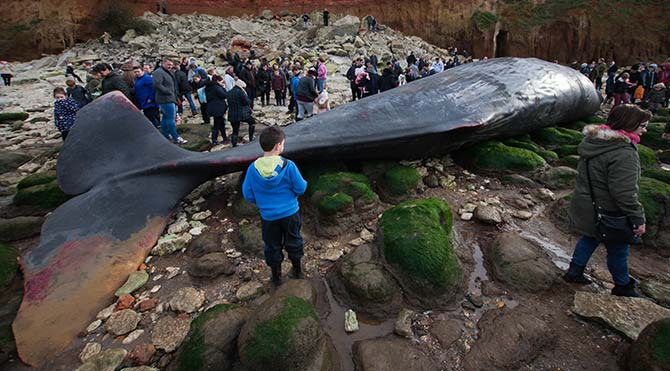 İngiltere'de korkutan manzara: Dev balinalar karaya vurdu!