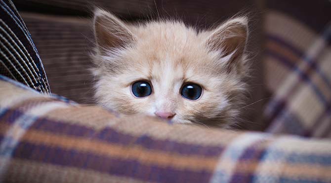 İngiltere 'seri kedi katilini' arıyor