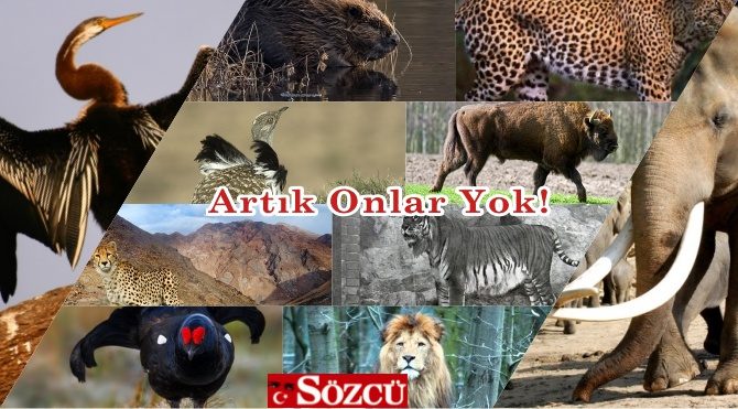 Türkiye'de Nesli Tükenen 10 Hayvan