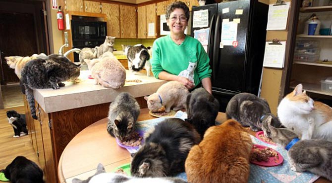 Evini 1100 kediyle paylaşan kadın