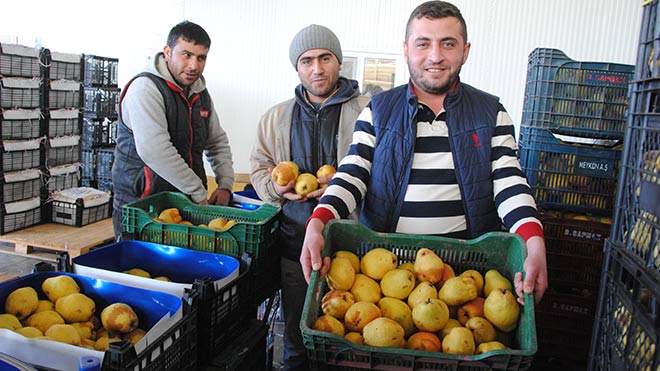 Rusya krizi meyve üreticisini de vurdu