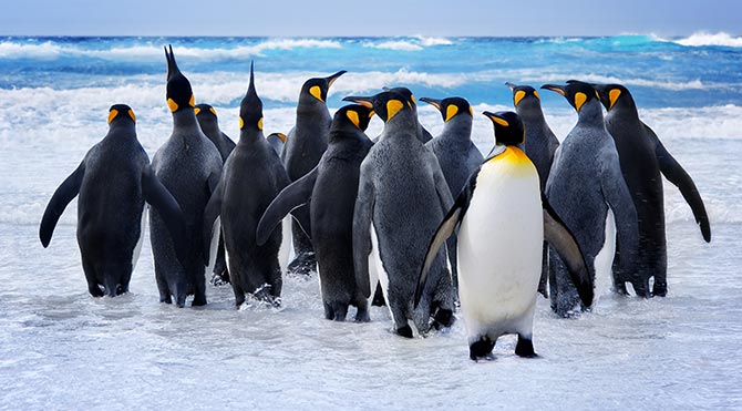Antarktika'da 150 bin penguen öldü