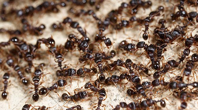 Karıncalar, 100 milyon yıldır birbirleriyle savaşıyor!