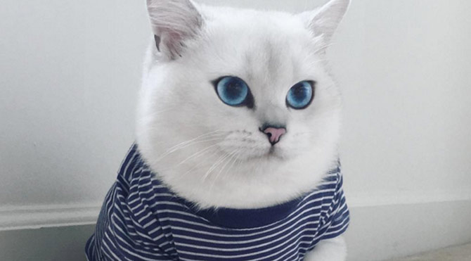 Gözleriyle büyüleyen kedi