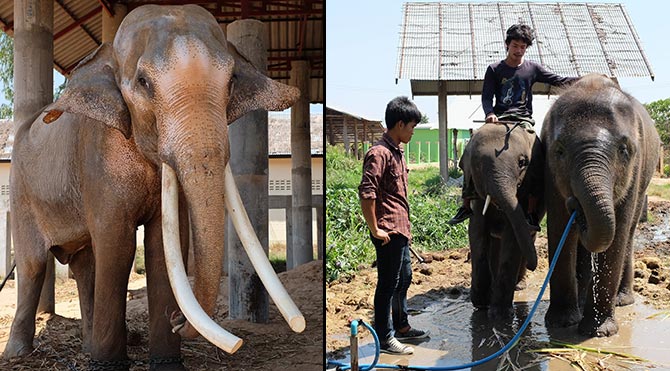 Tayland'ın filleriyle ünlü köyü