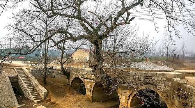 Köprünün içinde büyüyen 200 yıllık ağaç