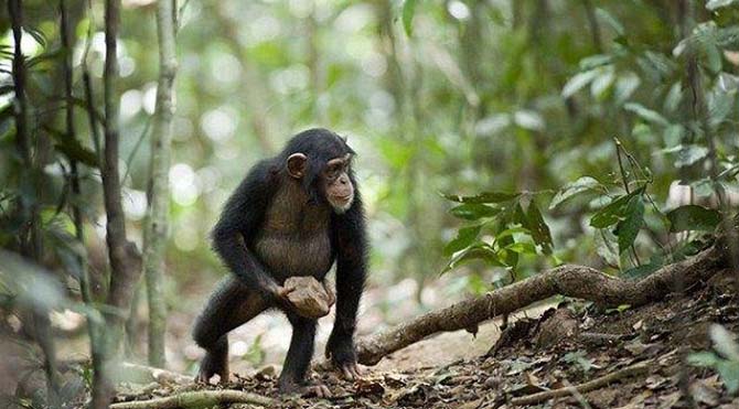 Evrim karşıtlarını sarsacak gözlem: Şempanzelerde tanrı inancına rastlandı!