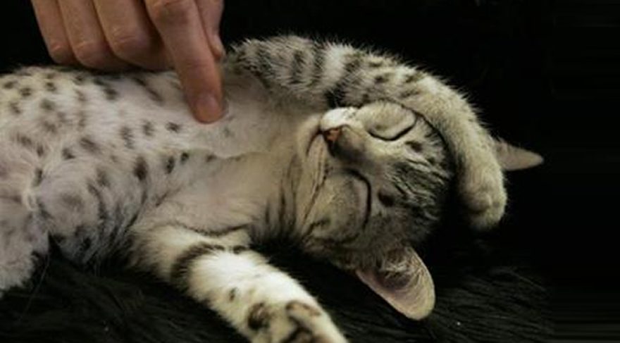Bu da hariciyeci kedi