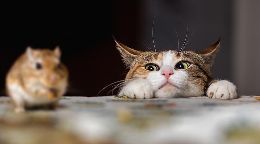 Roma'nın fare sorununa 500 bin ithal kedi çözümü