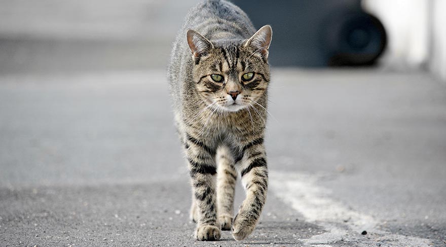 Kayıp kedi, polise kendisi başvurdu