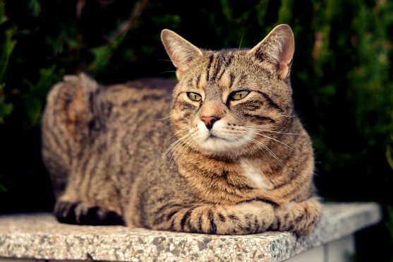 kedi