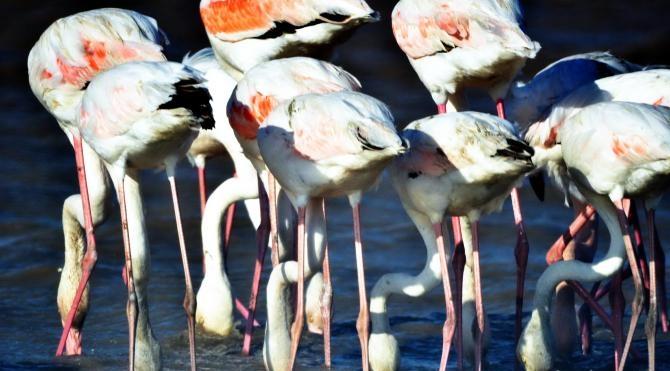 Flamingolar Bodrum&#39;u sevdi