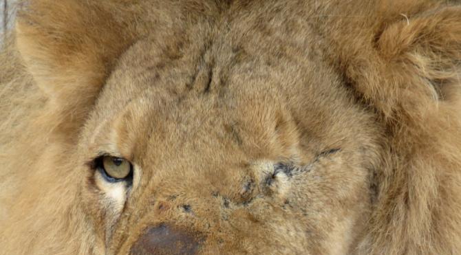 Sirk aslanları anavatanları Afrika'ya geri döndüler