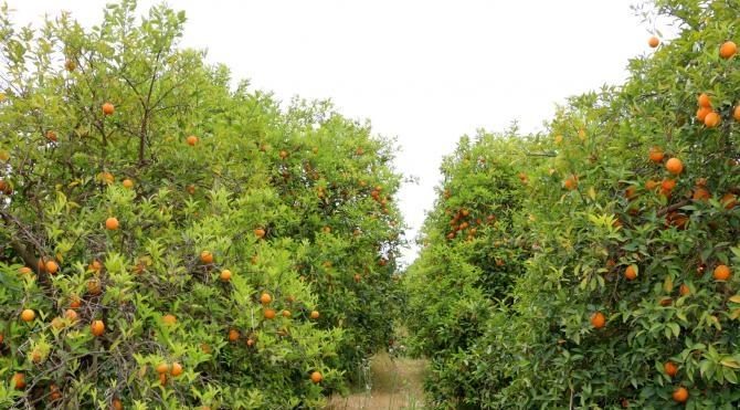 Dünyaca ünlü portakala şok
