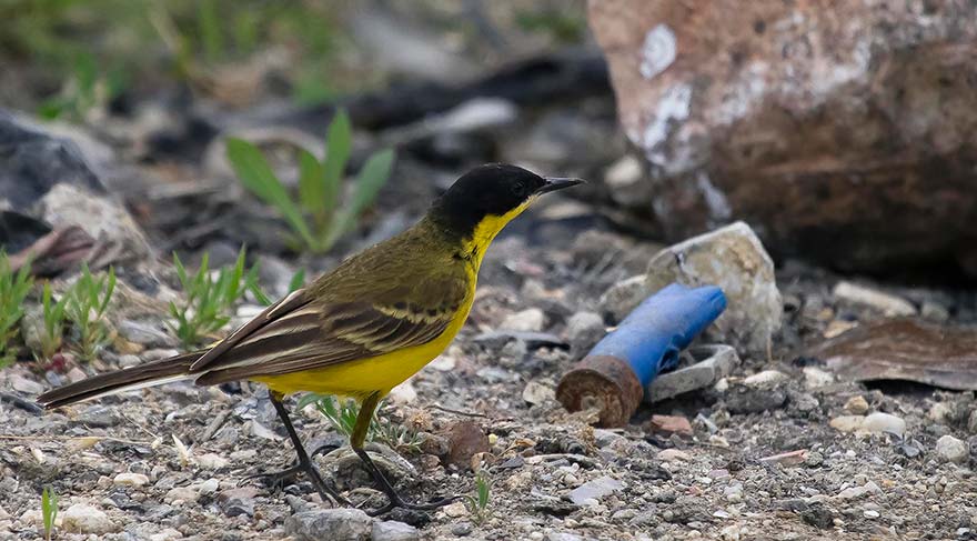 Ortaokul birincisi-Can Selçuk Hünerli