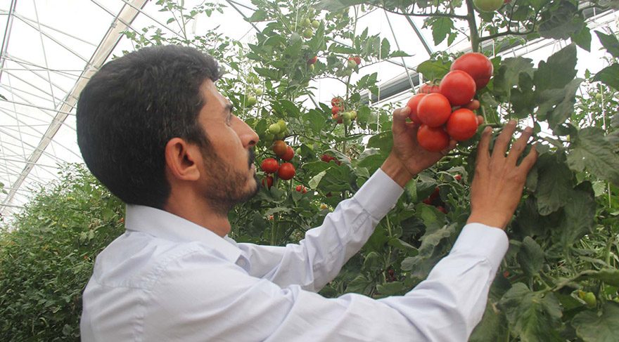 Rusya'ya ihraç edilemeyen domatesler elde kaldı