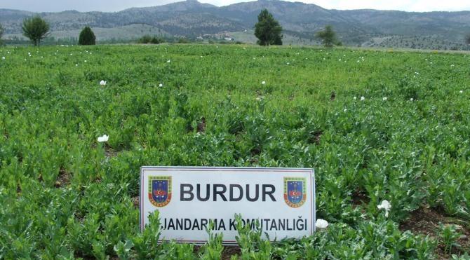 Burdur&#39;da 500 bin kök kaçak haşhaş bitkisi ele geçirildi