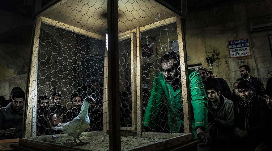 Yetişkin kategorisi ikincisi-Levent Rastgeldi