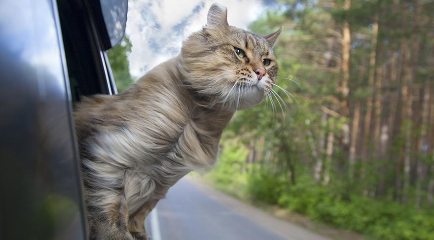 Londra'da seri hayvan cinayetleri: 46 kedi katledildi