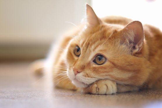 Foto: Shutterstock