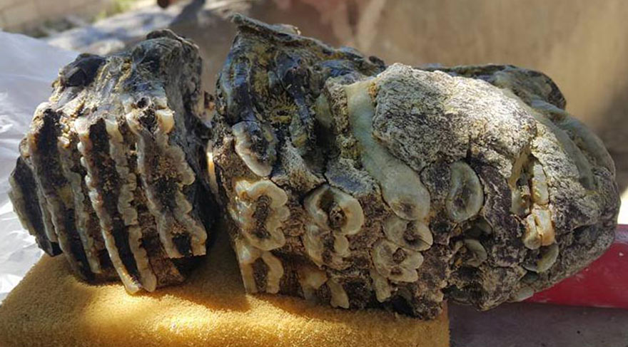 Konya'da 2,5 milyon yıllık mamut dişi fosili bulundu