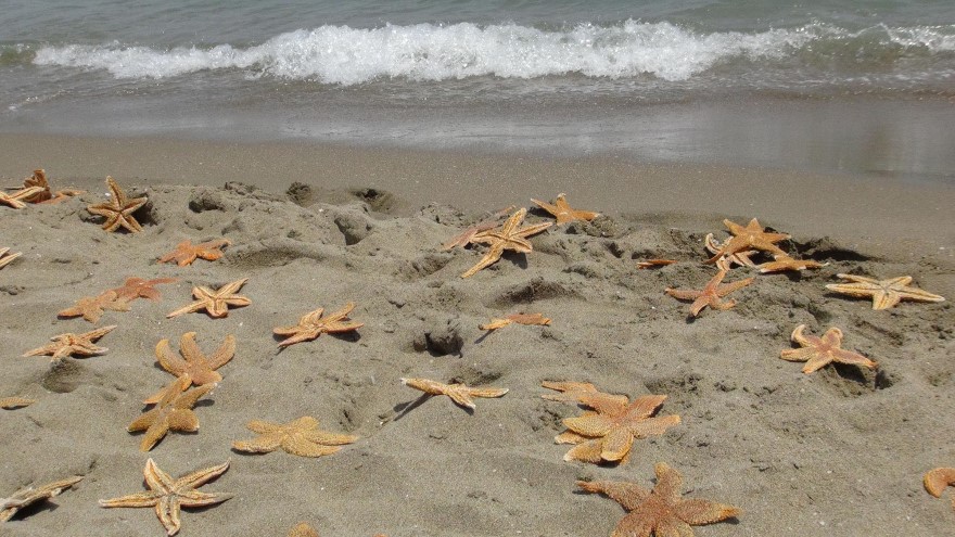 FOTO: DHA - Tekirdağ'da yüzlerce ölü denizyıldızı karaya vurdu