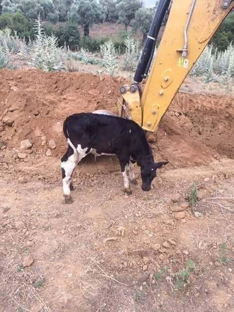 HAYVANLARIN ÇARESİZ BİR ŞEKİLDE ÖLDÜRÜLMEYİ BEKLEMESİ ZAMAN ZAMAN DUYGULANDIRIYOR (İBRAHİM KILINÇ/AYDIN-İHA)