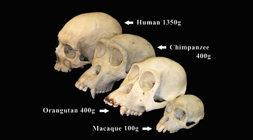 Evrimde yeni araştırma: Primat beyinleri nasıl bu kadar büyüdü?