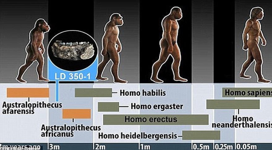 3.2 milyon yaşındaki insansı Lucy'nin nasıl hayatını kaybettiği ortaya çıktı