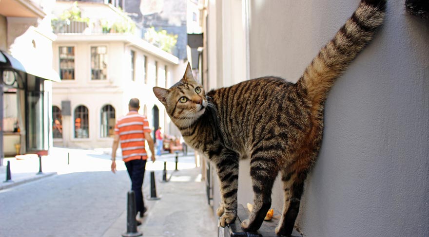 SOKAKLARDA 750 BİN KEDİ, 250 BİN KÖPEK VAR Gazete, İstanbul’daki sokak hayvanlarının sayısının 1 milyonu bulduğunu yazdı. Tahminlere göre kentte en az 750 bin sokak kedisi ve 250 bin sokak köpeği yaşıyor. 