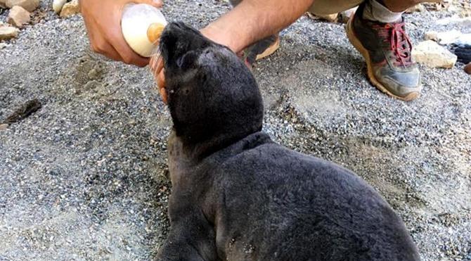 Gazipaşa sahilinde bulunan yavru Akdeniz foku korumaya alındı