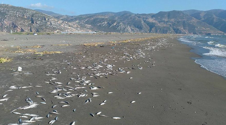 Toplu balık ölümleri çevrecileri korkutuyor