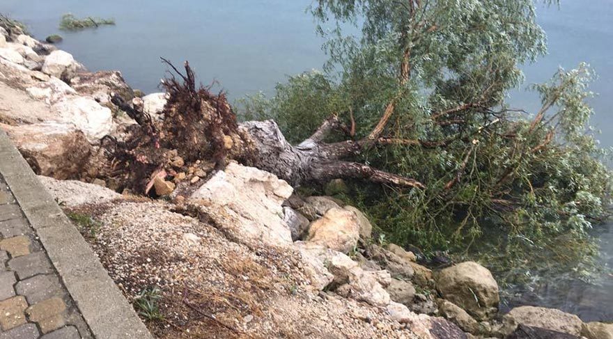 Eğirdir'de şiddetli rüzgar ağaçları yerinden söktü