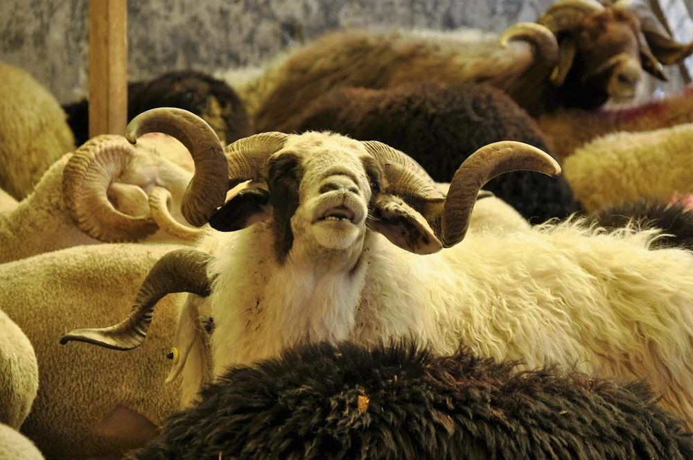 FOTO: Turgut ERAT / sozcu.com.tr