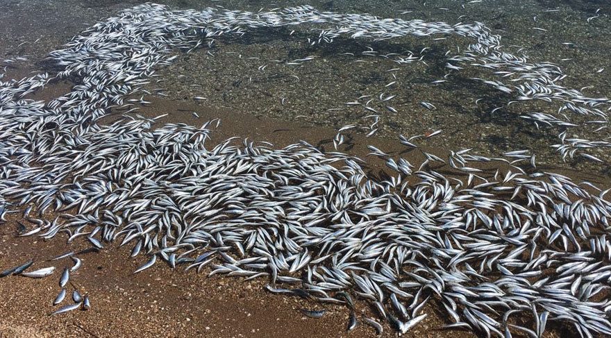Son dakika haberi... Mersin'de ölü balık alarmı