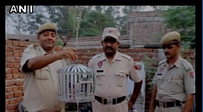 Hindistan'da başbakana hakaret mektubu taşıyan güvercin gözaltına alındı